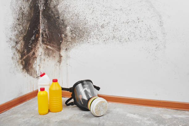 Best Post-Flood Mold Remediation in Lyons, OR
