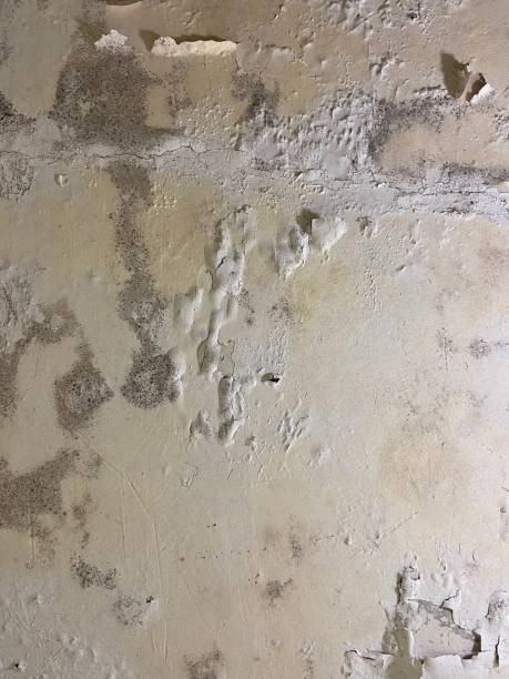 Best Residential Mold Remediation in Lyons, OR