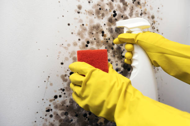 Best Residential Mold Remediation in Lyons, OR