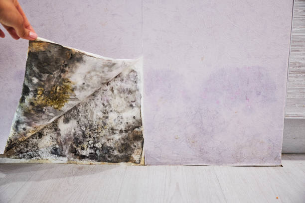 Best Preventive Mold Services in Lyons, OR